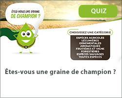 Vignette quizz graines