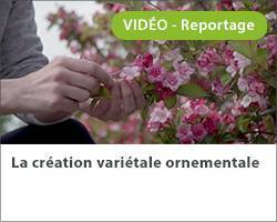 Vignette video creation varietale