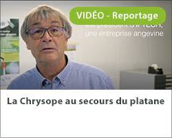 Vignette video platane