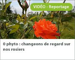 Vignette video rosier 0phyto