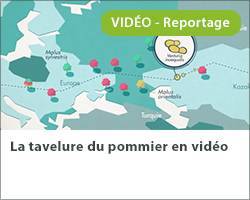 Vignette video tavelure pommier