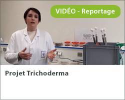 Vignette video Trichoderma